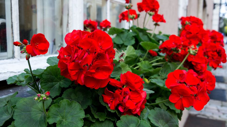 Jak dbać o pelargonie?