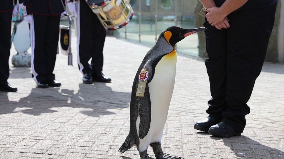 Sir Nils Olav III - pingwin królewski, generał major