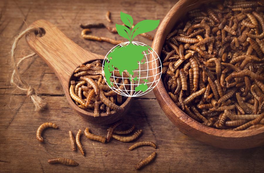 Wprowadzenie protein z insektów do systemów żywienia jest korzystne dla klimatu.