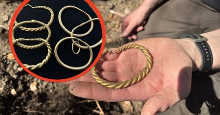 Wyjątkowy skarb wikingów: Sześć złotych bransolet odnalezionych pod Hobro