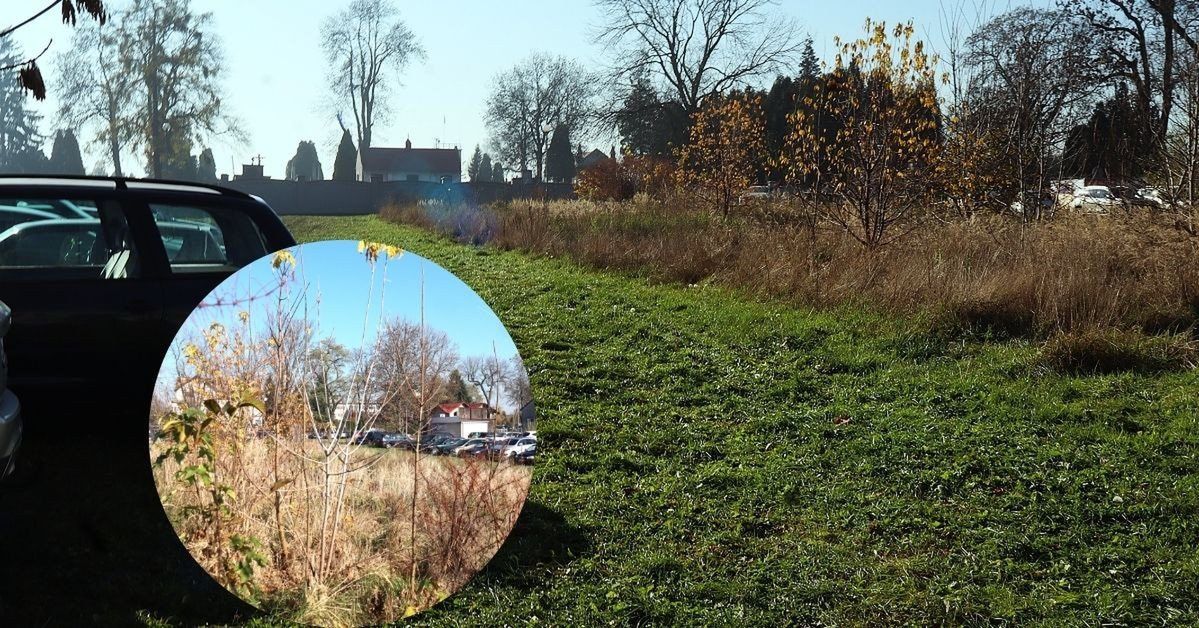 Oświęcim: Dżungla rośnie w centrum, przy starym cmentarzu