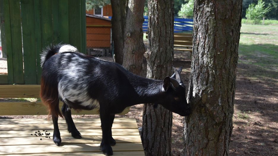 Podleśna Zagroda - Mini ZOO Mieścisko