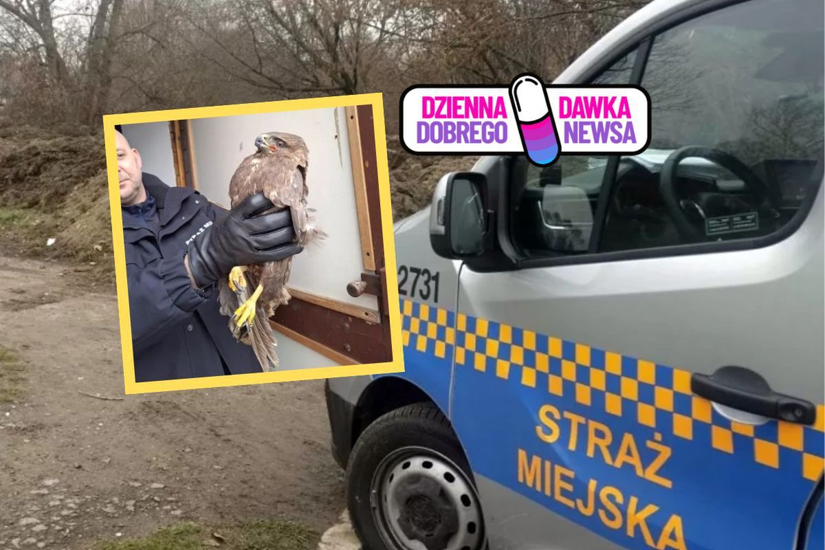 Jakby prosił o pomoc. Nie uciekał, nie atakował. Myszołów zaufał strażnikom