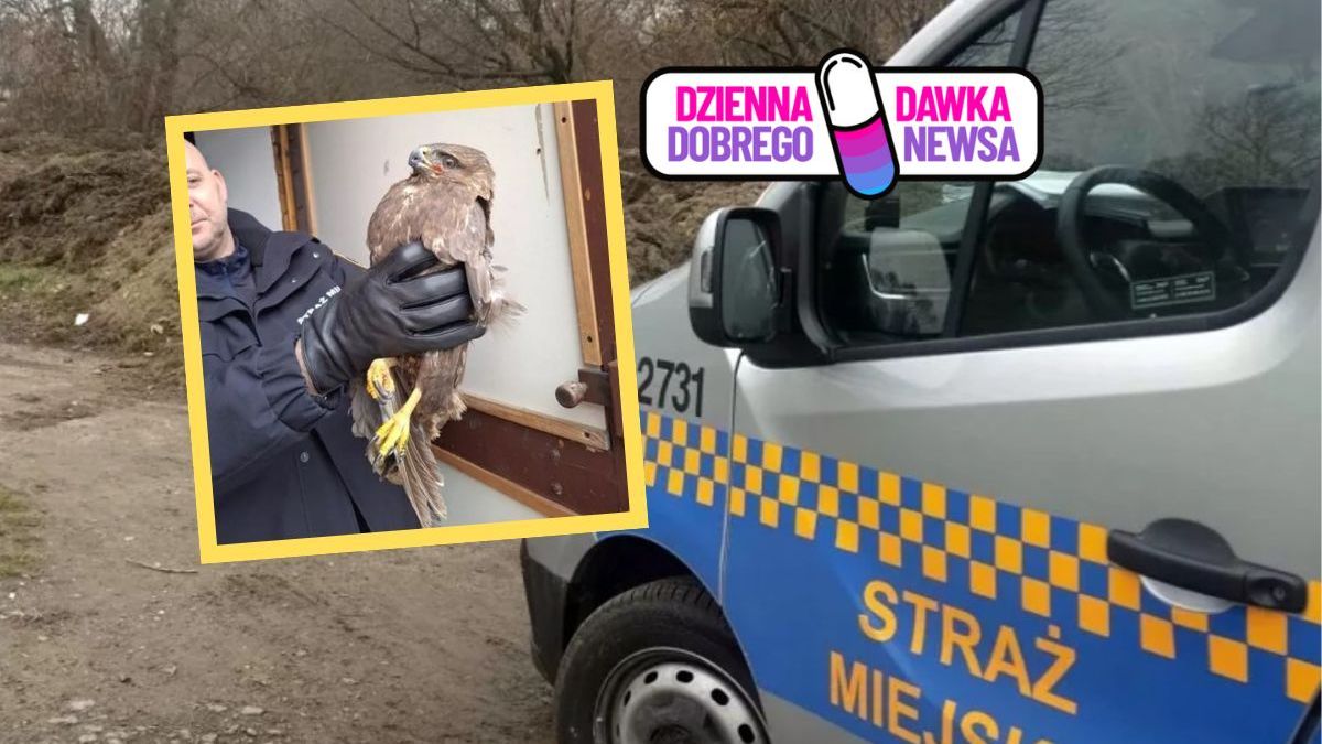 Ranny myszołów na Targówku. Z pomocą ruszył Ekopatrol