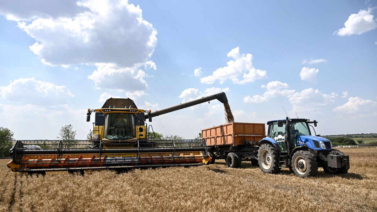 Szarańcza szaleje w Ukrainie. Polska szykuje plan awaryjny