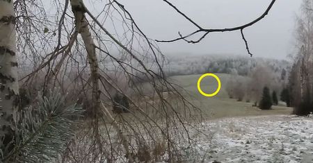 Leśnik błysnął na Facebooku. Wycelował aparat i zrobił maksymalny zoom