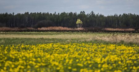 Siła przyrody. Biebrza odradza się po pożarach