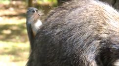 Sprytny złodziej. Nie boi się nawet drapieżników