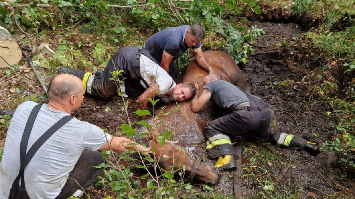 Konie ugrzęzły w bagnie. Uratowali je strażacy. 
