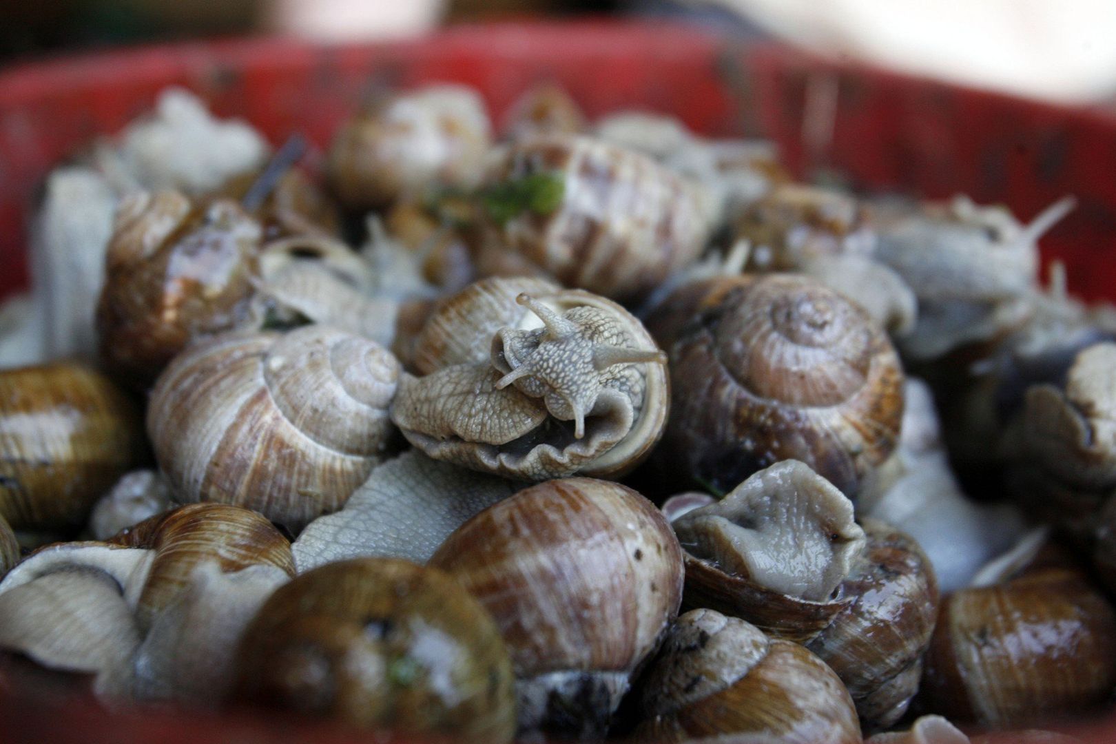 Ile płacą w skupach za kilogram winniczków?