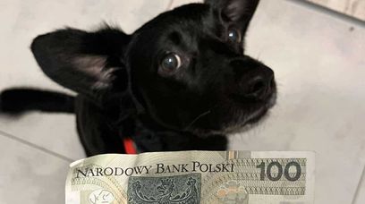 Pies wywąchał stówę. Treningi się opłaciły