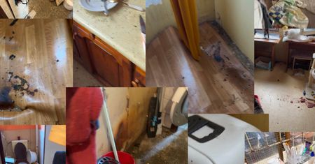 Niepokojące informacje po interwencji. 41 kotów i 4 psy potrzebują pomocy weterynaryjnej