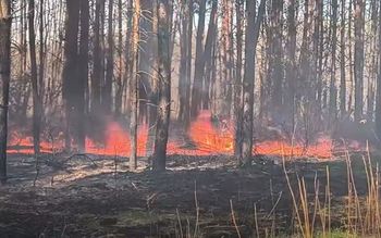 Poszedł do lasu po drzewo. Oto efekt. Leśnicy: "Dureń"