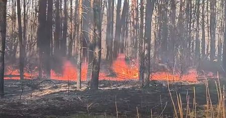Poszedł do lasu po drzewo. Oto efekt. Leśnicy: "Dureń"