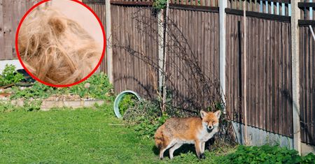 Rozłóż w ogrodzie. Lisy będą trzymać się z daleka