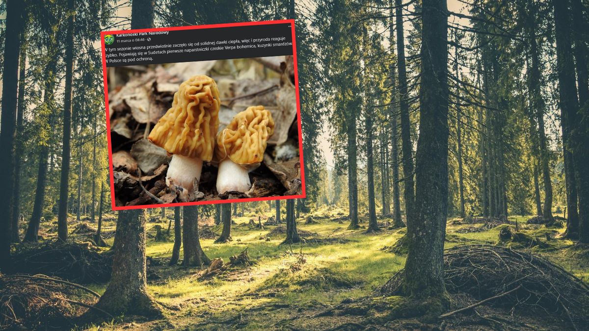 W Sudetach zaobserwowano pojawienie się naparstniczek czeskich