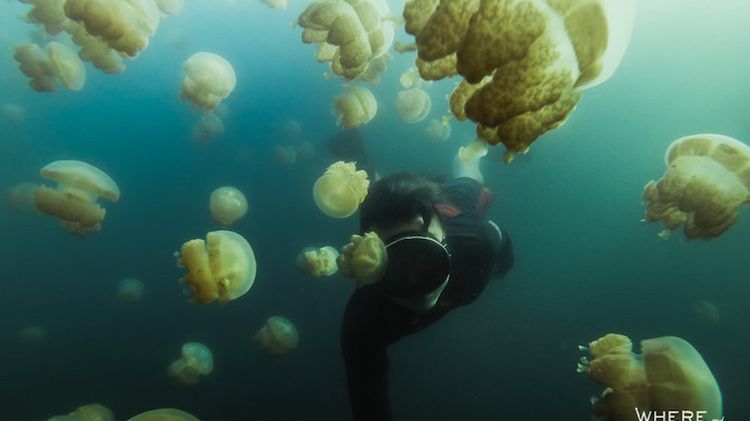 Fotograf, który odważył się pływać wśród setek meduz 1