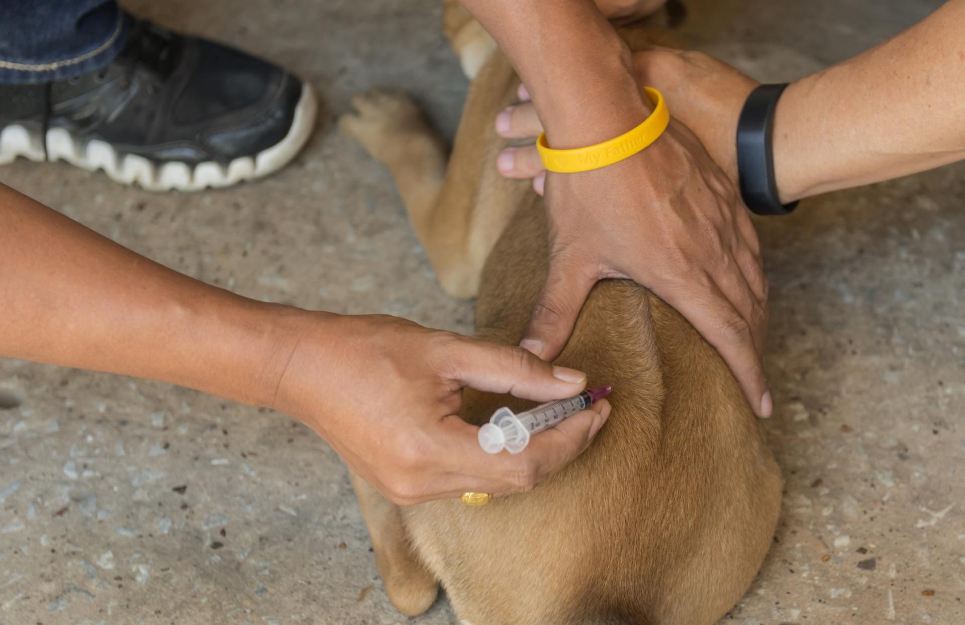W Polsce ostatni przypadek wścieklizny u człowieka odnotowano w 2002 r.