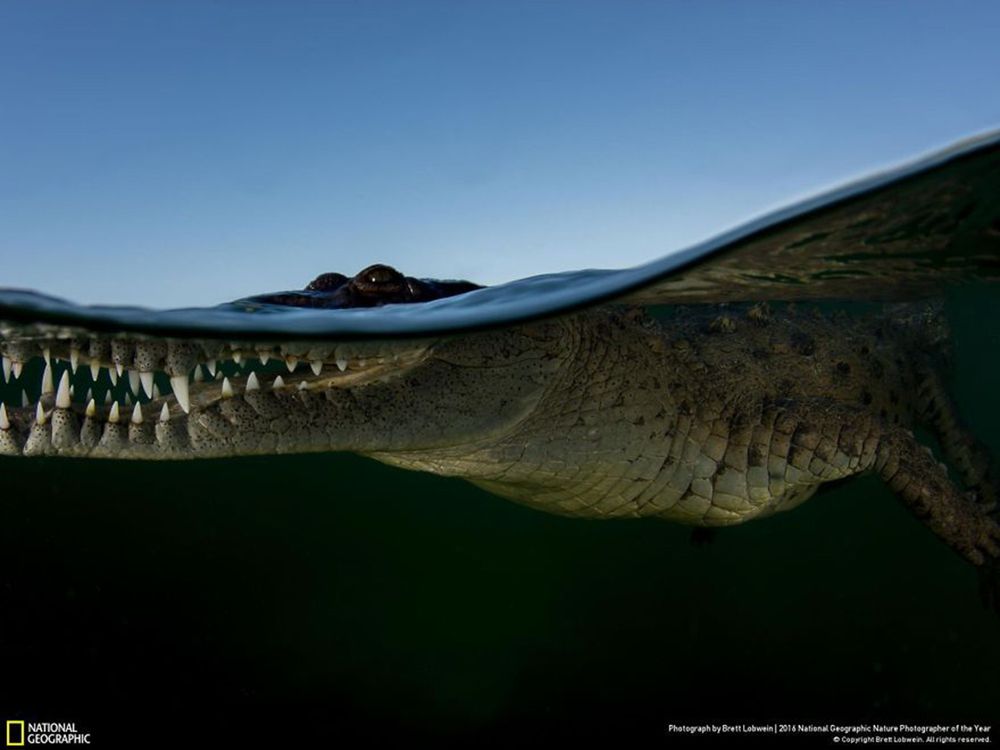 Fotografie natury, która nie przestaje zachwycać. Oto finałowe prace konkursu National Geographic Nature Photographer of the Year 2016 15