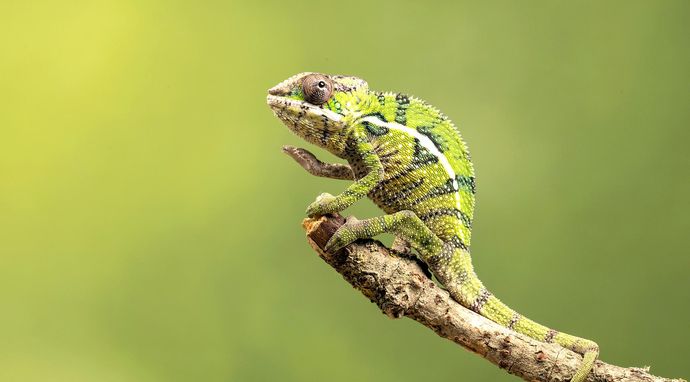 Supermoce małych stworzeń