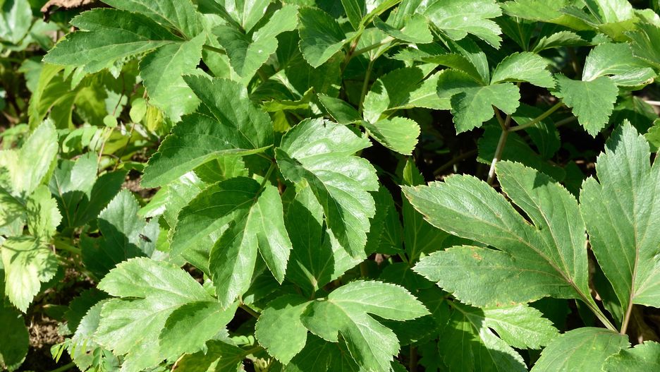 Japoński sekret długowieczności