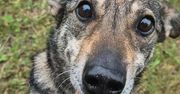 Lublin: Dzień Otwarty w schronisku – wspólne świętowanie Światowego Dnia Zwierząt