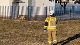 Głusk: Strażacy pomogli sarnie wydostać się z ogrodzonego terenu