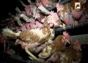 ARR: rośnie produkcja kurczaków i ich cena