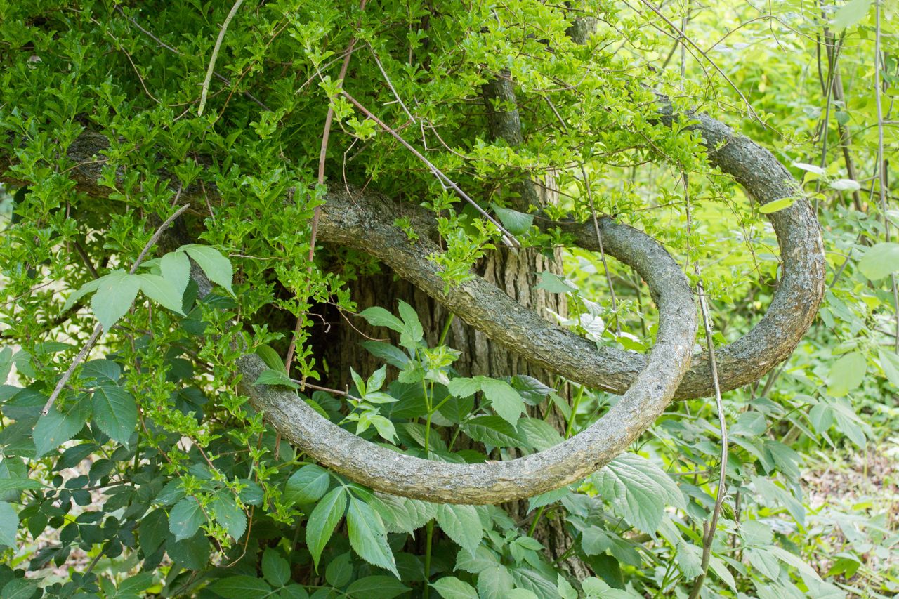 Round leaf bittersweet: The invasive vine threatening UK gardens