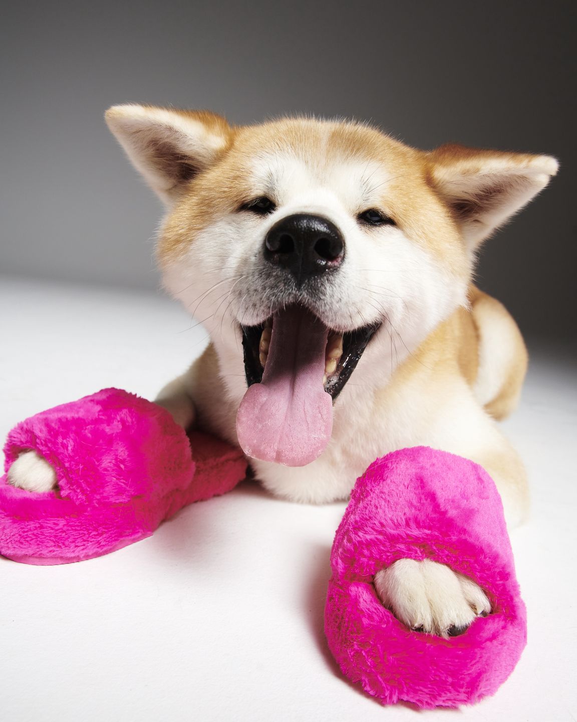 #AdoptujŚwiadomie! Szukamy domu dla uratowanego z pseudohodowli Sibu 