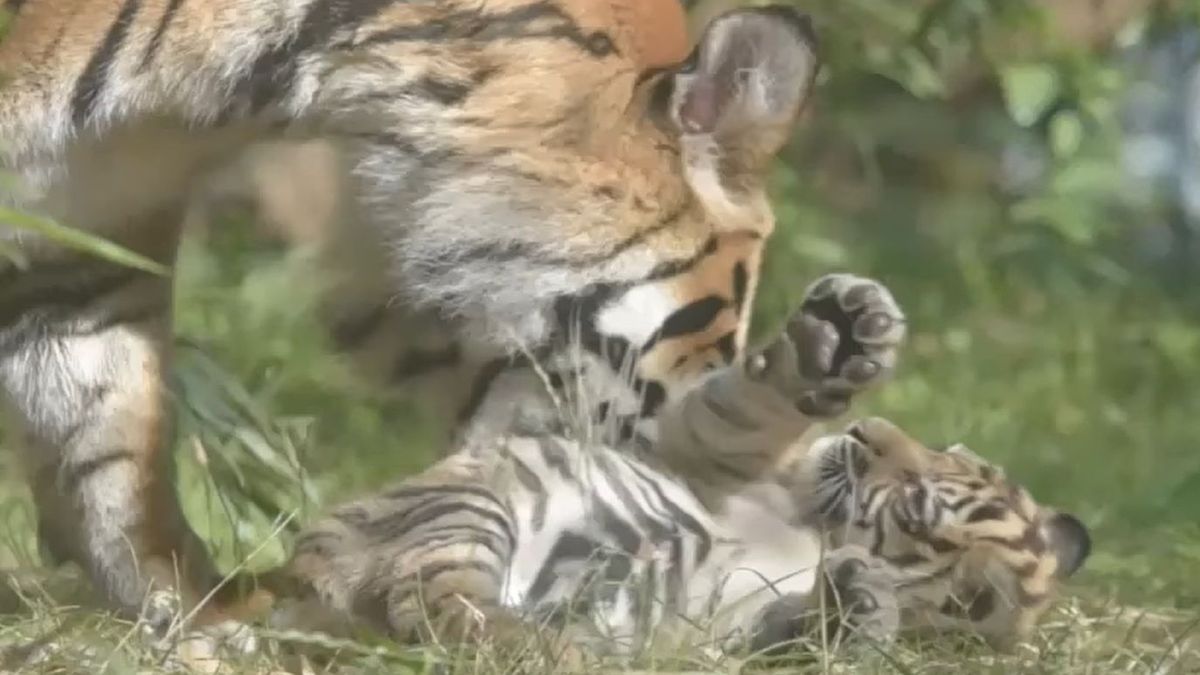 We wrocławskim zoo urodził się tygrys sumatrzański
