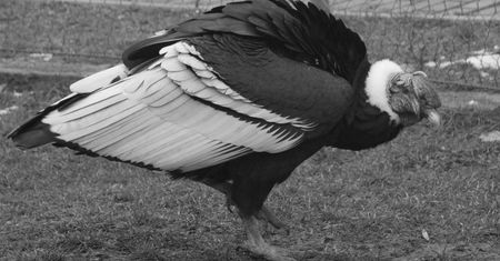 Chorzów. Odszedł jeden z najstarszych mieszkańców zoo