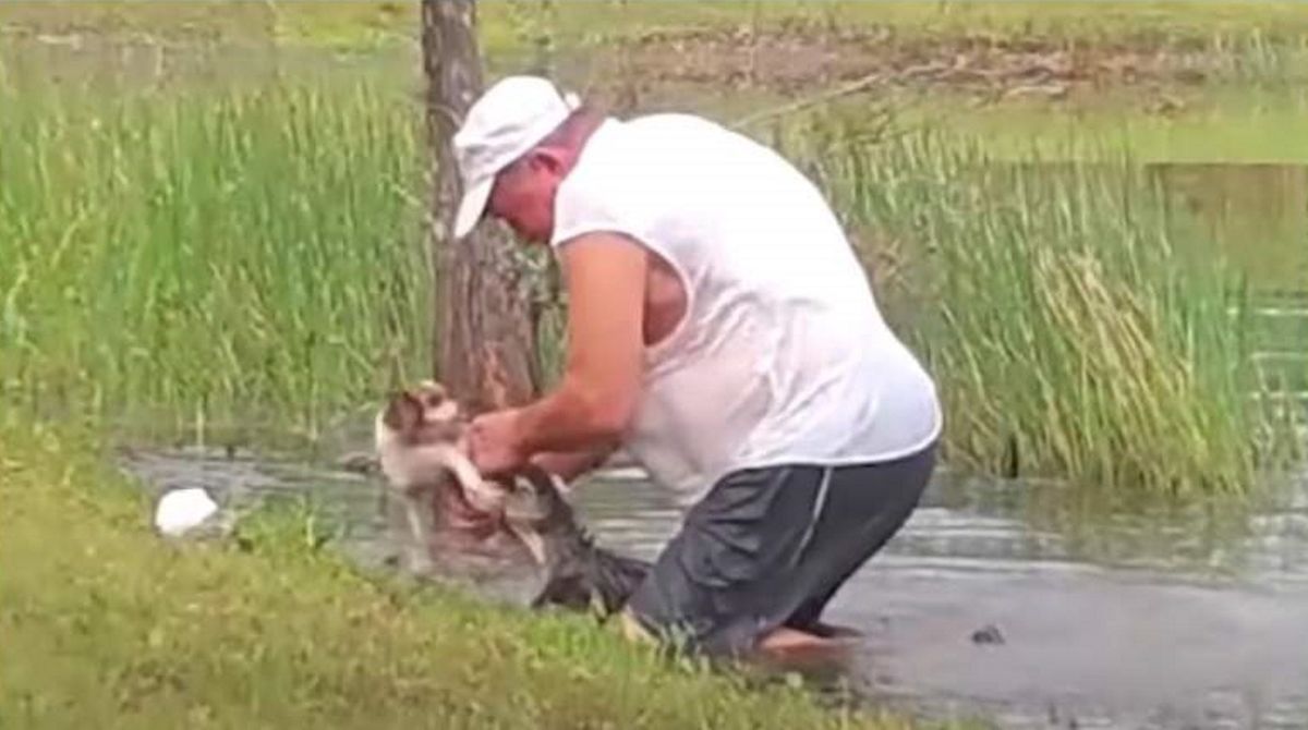 Emeryt ratujący szczeniaka z paszczy aligatora