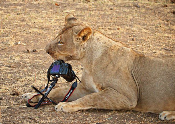Lew porywacz lustrzanek, aparat, który złapał złodzieja i inne przygody sprzętu foto
