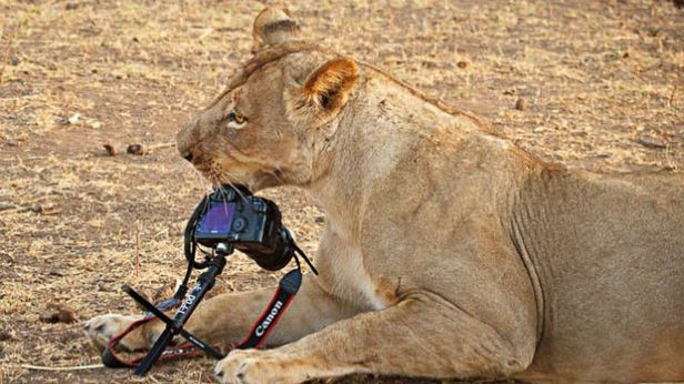 Lew porywacz lustrzanek, aparat, który złapał złodzieja i inne przygody sprzętu foto 1