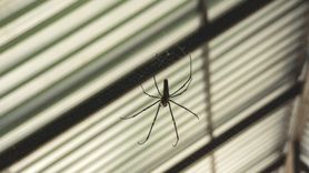 Pozbądź się pająków z domu. Sprawdzony sposób (WIDEO)
