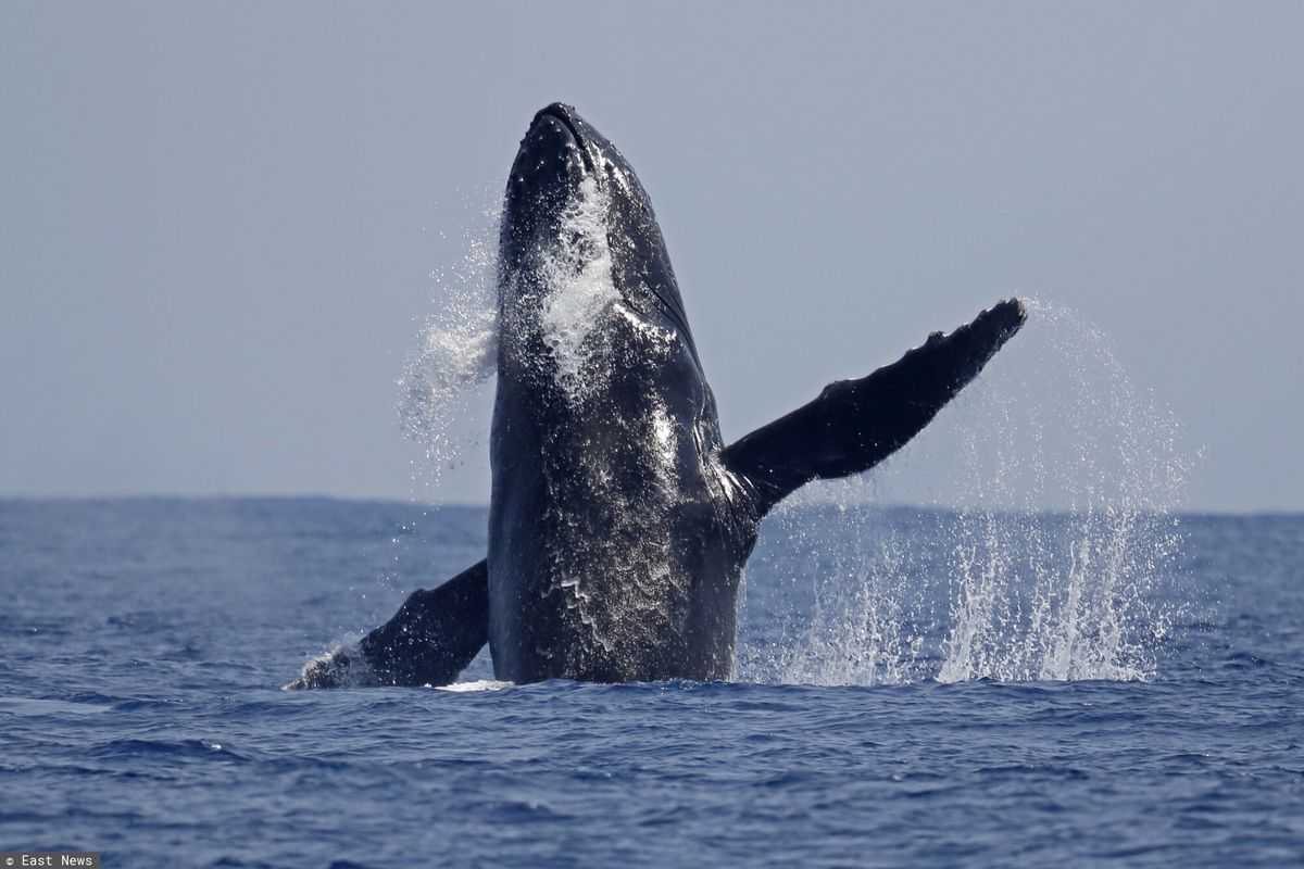 Walencja. 18-metrowy wieloryb wpłynął do portu. Interweniowała policja 