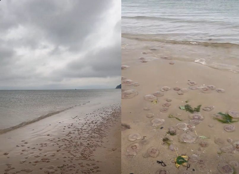 Tysiące meduz na plaży w Międzyzdrojach