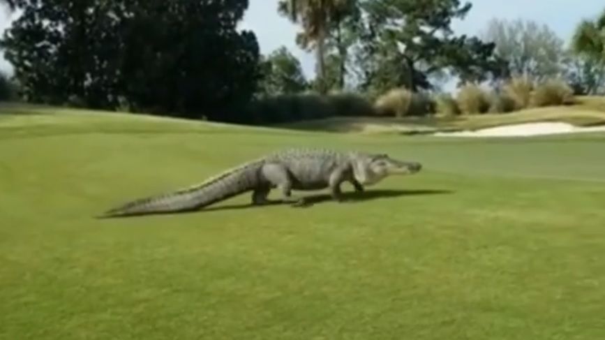 Zdjęcie okładkowe artykułu: Facebook / SkySportsGolf / Na zdjęciu: aligator na polu golfowym