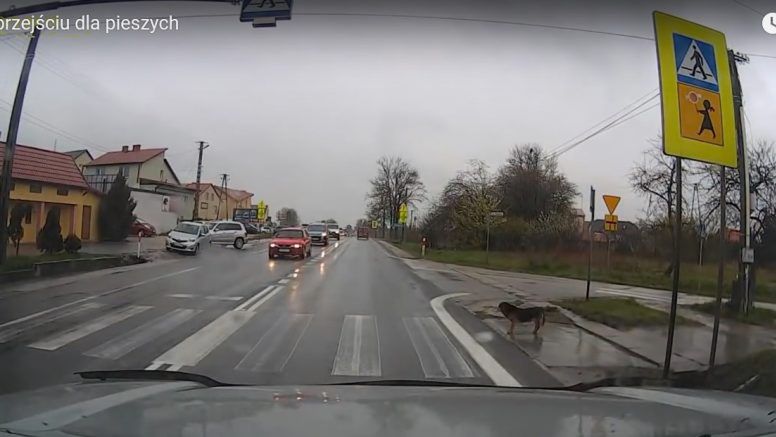 Pies z Bilczy koło Kielc daje przykład pieszym jak dbać o własne bezpieczeństwo na przejściu dla pieszych