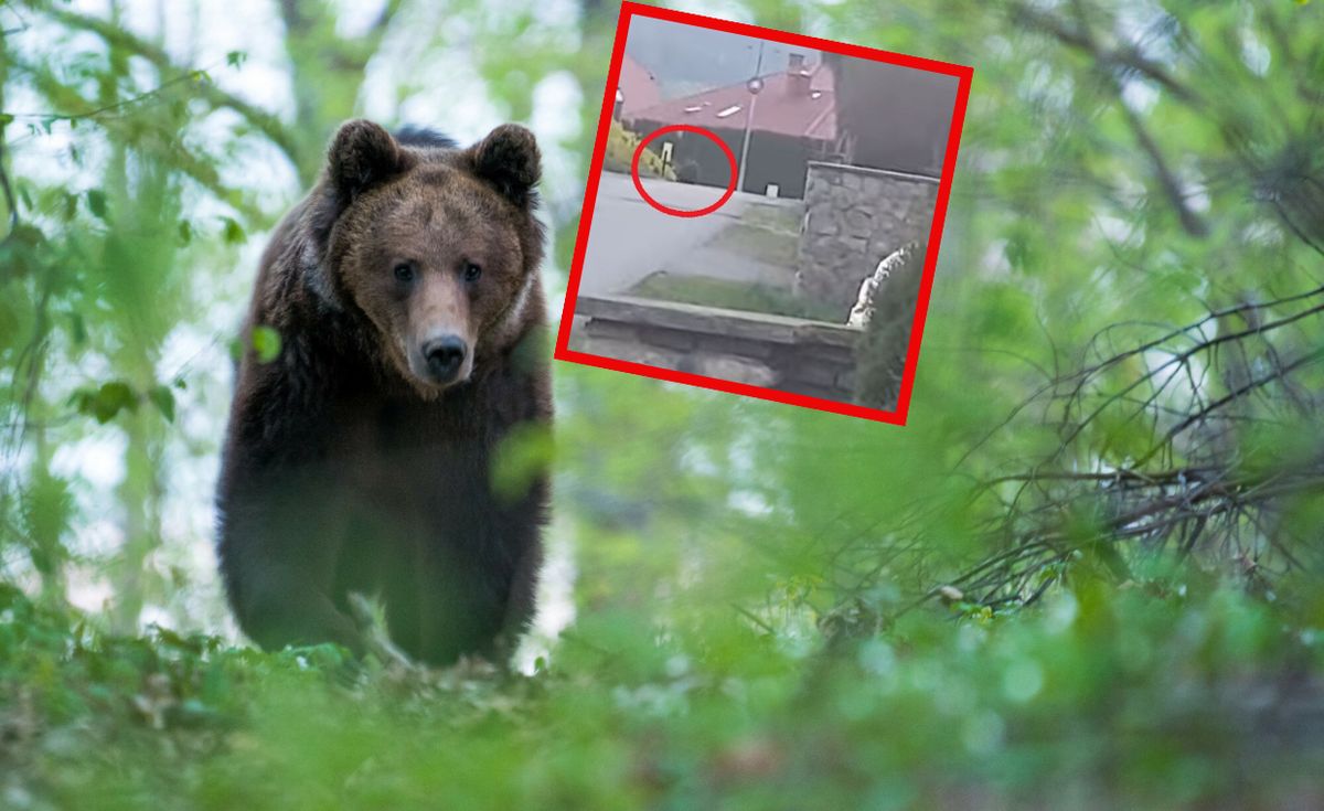 Niedźwiedź brunatny odwiedził ostatnio Bykowce 