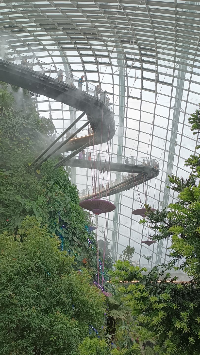 Cloud Forest