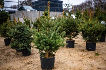 Szukasz drzewka na święta? Prawnik mówi, na co zwrócić uwagę