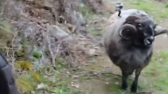 Baran kontra motocyklista. Kto wygra to starcie? 1