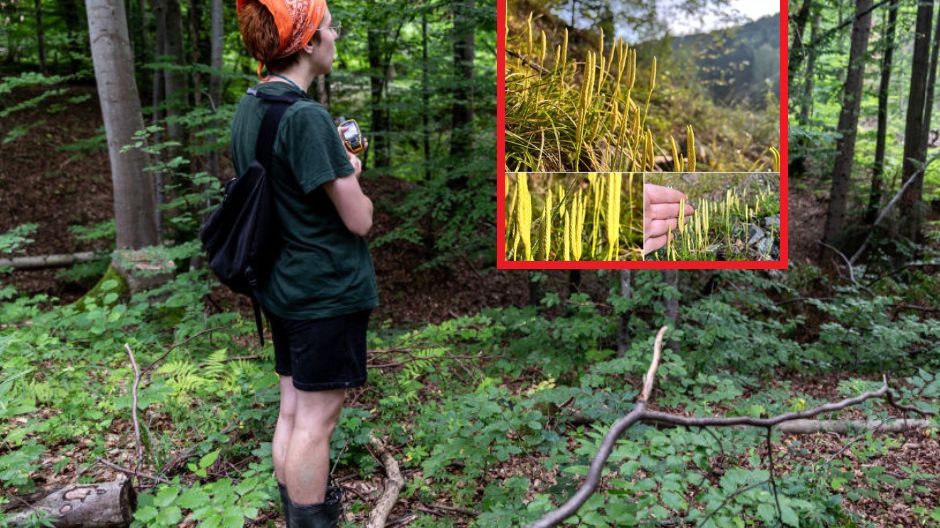 Nadleśnictwo opublikowało intrygujące zdjęcie. To czarcia drabina