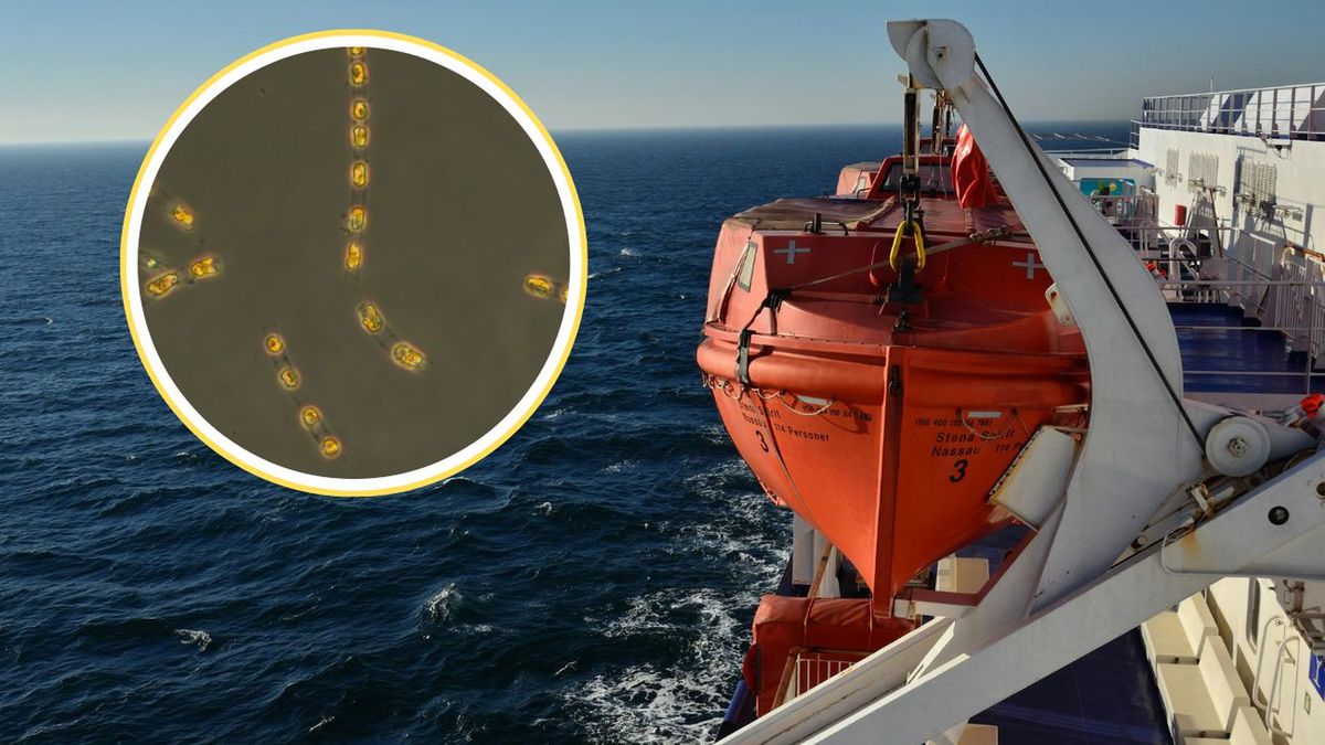 "Ekologia zmartwychwstania" – naukowcy wskrzesili pradawne glony