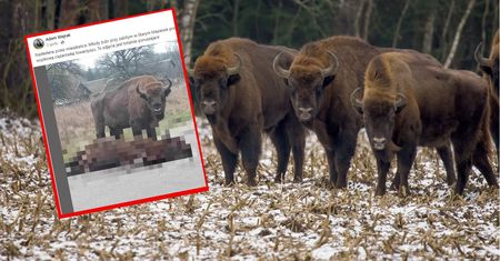 Przejmujące zdjęcie z Podlasia krąży w sieci. Wojsko potwierdza