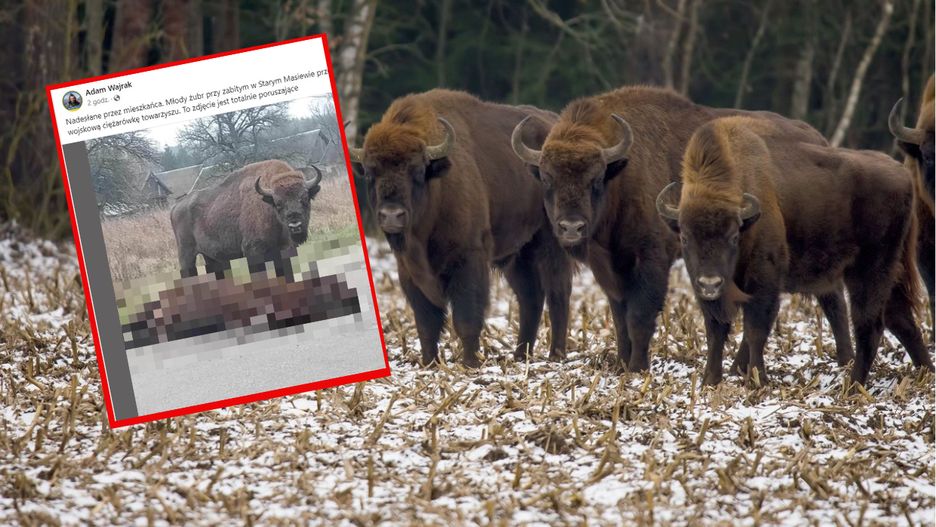 Żubr potrącony na Podlasiu