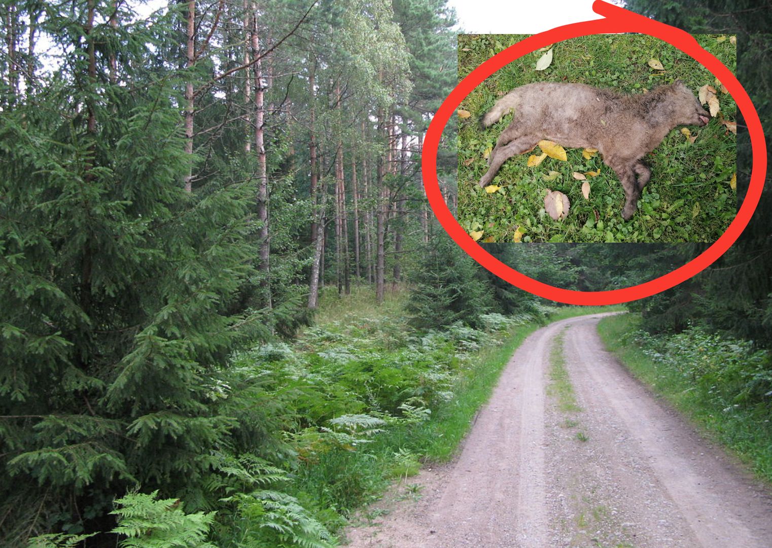 Nie był podobny do wilka. Zwłoki tajemniczego drapieżnika znalezione w puszczy