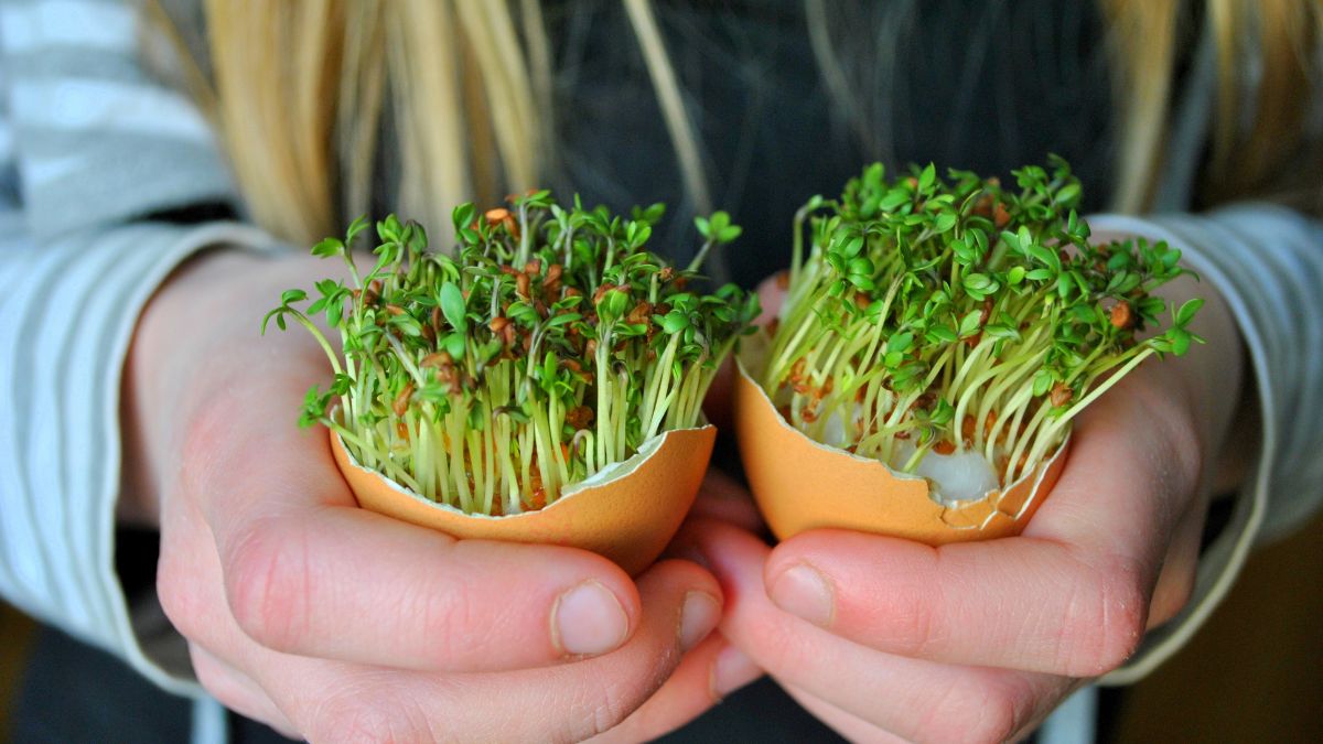 Rzeżucha na Wielkanoc.